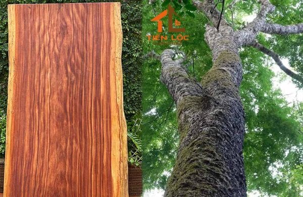 Giới Thiệu Về Gỗ Cẩm - Những Bí Mật Đằng Sau Một Loại Gỗ Quý 16 gỗ cẩm có tốt không