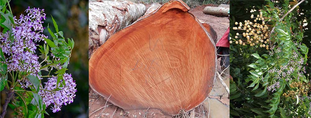cây lá hoa quả xoan đào