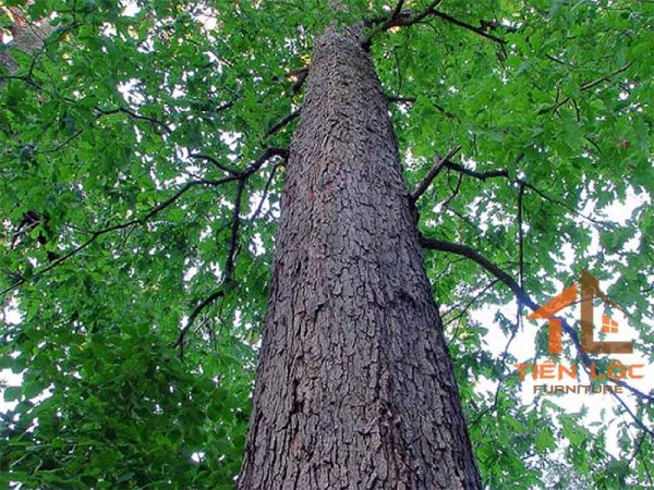 Nội Thất Gỗ Sồi: Vẻ Đẹp Bền Vững Và Khả Năng Ứng Dụng Trong Thế Giới Nội Thất 6 nội thất gỗ sồi